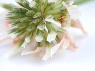 Fototapeta na wymiar white clover flower on a light background