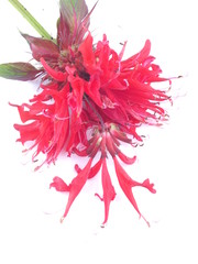 Fototapeta premium bergamot flower on white background