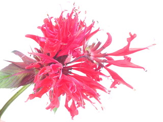 bergamot flower on white background