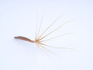 Obraz premium seeds of coltsfoot color on a light background