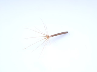 seeds of coltsfoot color on a light background