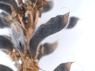 Lupine seeds on a white background