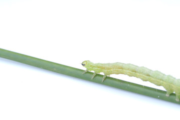 green caterpillar on a light background