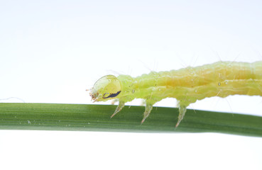 green caterpillar on a light background