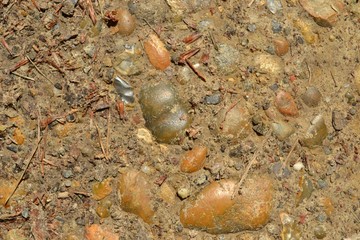 Closeup photograph of pebbles in dry ground in a path in a forest. 