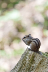 Resident of the forest -Chipmunk-