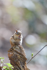 Resident of the forest -Chipmunk-