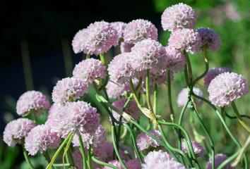 Flower Armeria in nature 