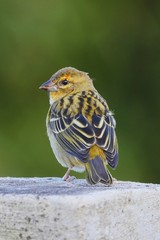 Red Fody bird in natural habitat - Foudia madagascariensis