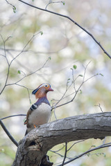 Resident of the forest -Mandarin duck-