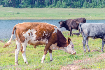 cows grazing in a meadow