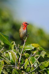 Red Fody bird in natural habitat - Foudia madagascariensis