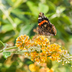 Red Admiral Profile