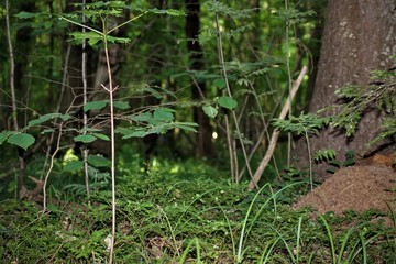 Forest with an anthill