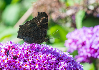 Underwing Peacock