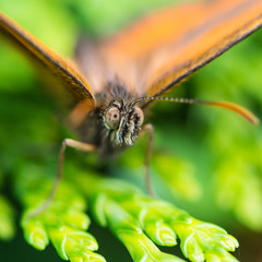 Obraz premium Gatekeeper Stare