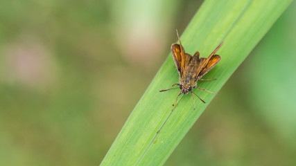 Fototapeta premium Large Skipper Looking Small