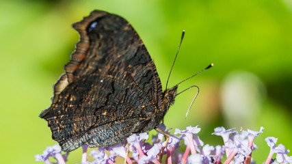Obraz premium Peacock Underwing On Buddleia