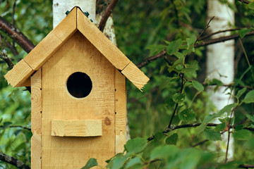 Birdhouse on a birch tree in the forest in summer