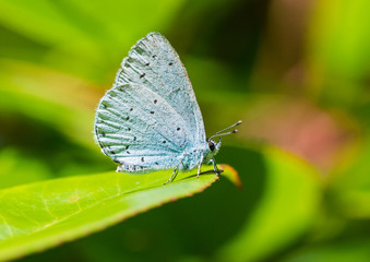 Holly Blue Butterfly