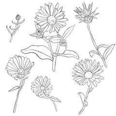 vector set of drawing calendula flowers - obrazy, fototapety, plakaty