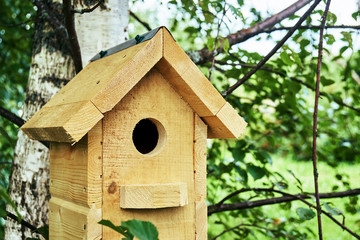 Wooden birdhouse on a birch tree in the forest in summer