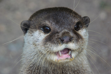 Cute Otter portrait with his mouth opened, headshot only