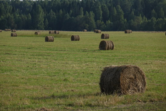Round hay bales in field with trees, sky and clouds in background