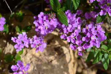 Close-up of Lilac Lantana Camara Flowers, Nature, Macro