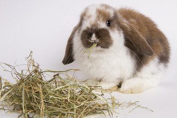 little rabbit eating hay on a white background