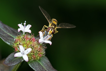 Macro Photo of Hoverfly Sucking Nectar from Flower Isolated on Blurry Background