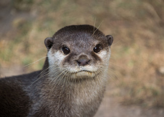 Cute Otter portrait, head and neck only with his mouth closed