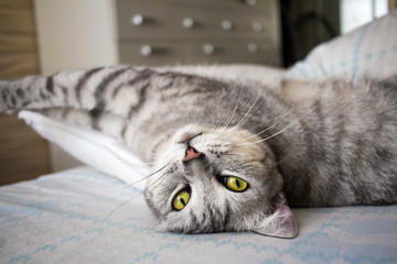 Grey cute cat lying on pillow and stretching © axivan.com