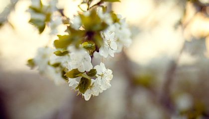 spring blossom