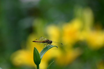 ゆりにとまっているトンボ