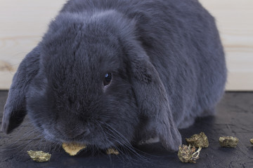 contented healthy gray rabbit eats feed