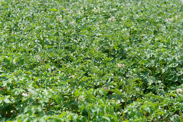 Fototapeta na wymiar blooming potato stalks on the field with a summer sunny day