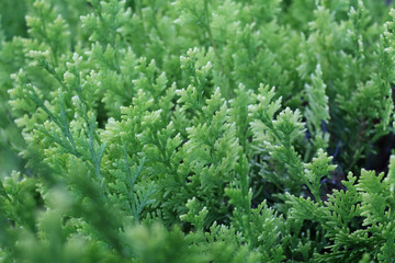 Thuja bush close-up. Abstract background