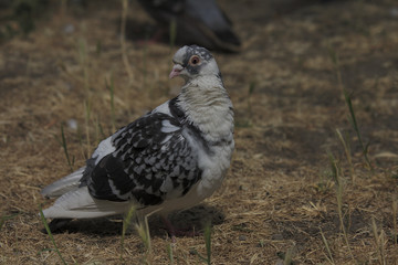 bird wild pigeon