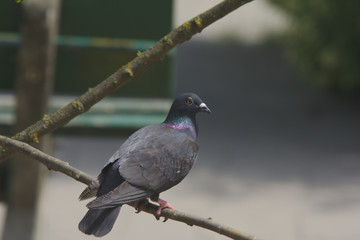 bird wild pigeon