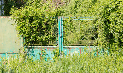 Overgrown blue fence
