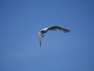 flying sea gull