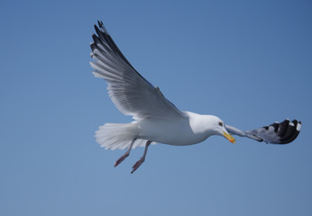 flying sea gull