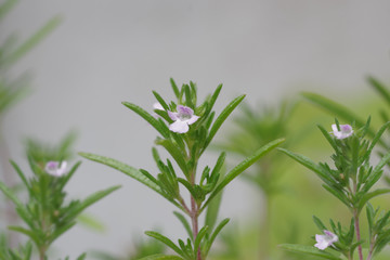 on white background thymus vulgaris