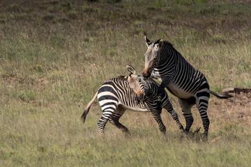 Fototapeta na wymiar Two Cape Mountain Zebra playing in the veld in the Mountain