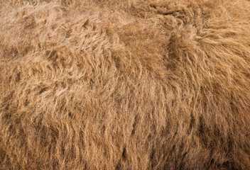 Fur texture old bison hair