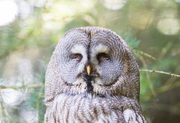 Great grey owl or Lapland Owl close-up portrait