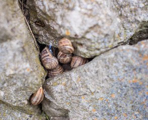 Garden snails on stones