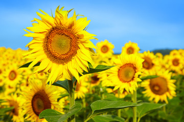 Obraz premium Fields with an infinite sunflower. Agricultural field. Sunflowers blooming in the bright blue sky, nice landscape with sunflowers