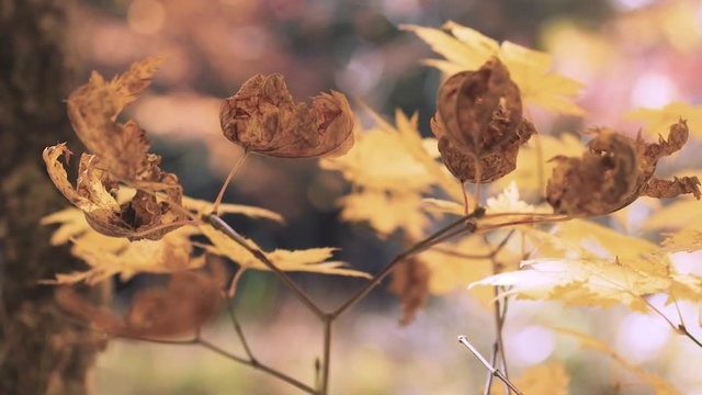 木漏れ日の森 紅葉 ３３ 晩秋のもみじ かえで